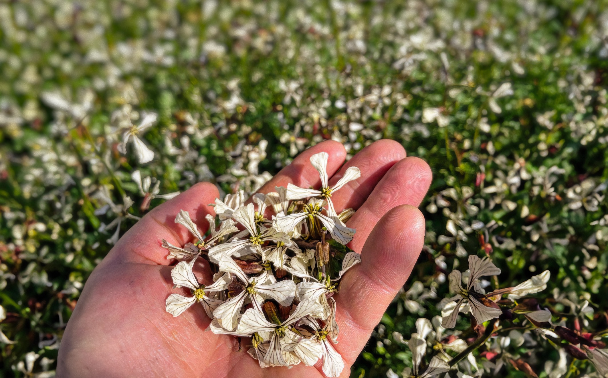 Paume de main du Chef Thierry Schwartz avec en son creux des fleurs de roquette fraichement cueillies