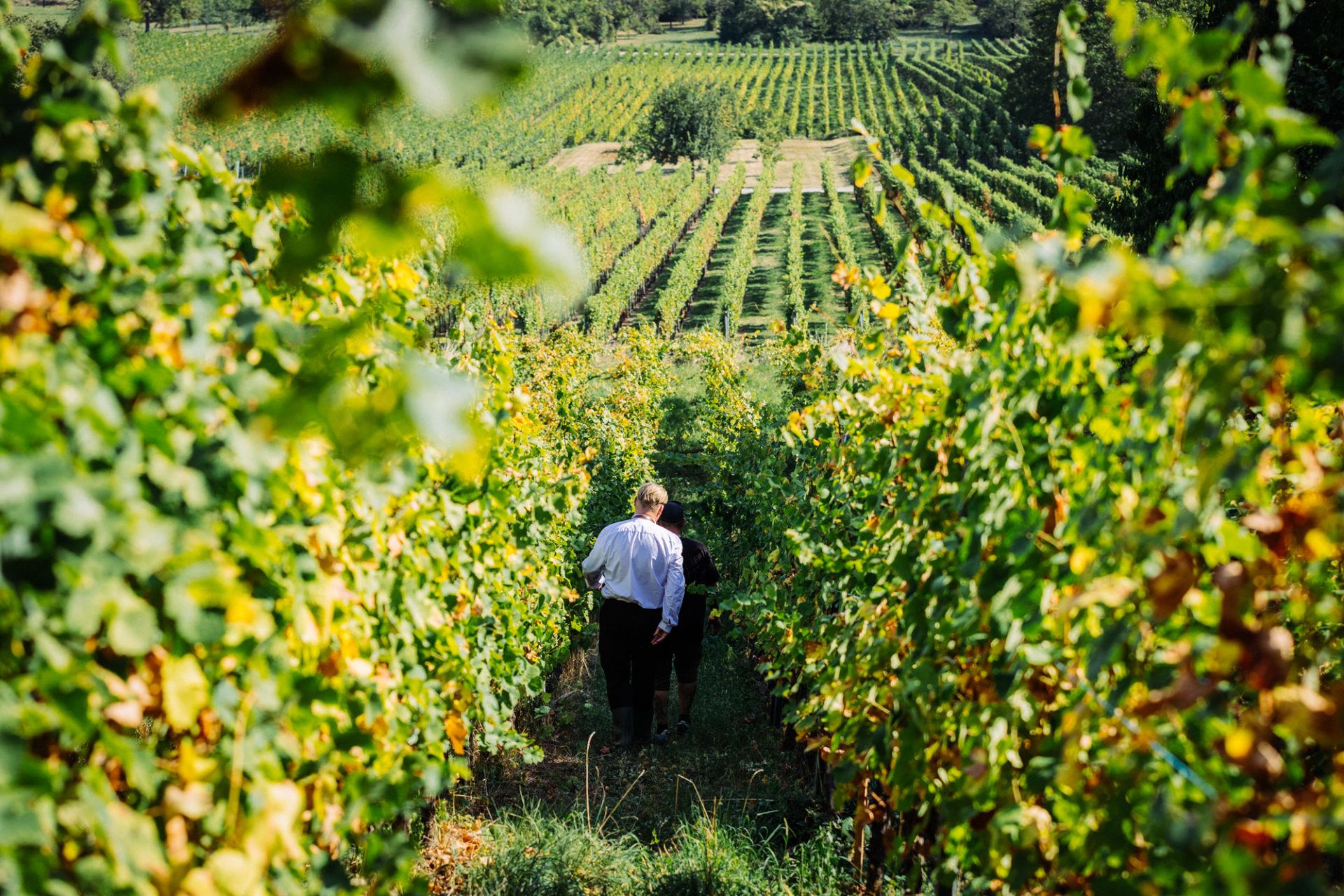 Sommelier et viticulteur marchant en plein cœur des vignes 