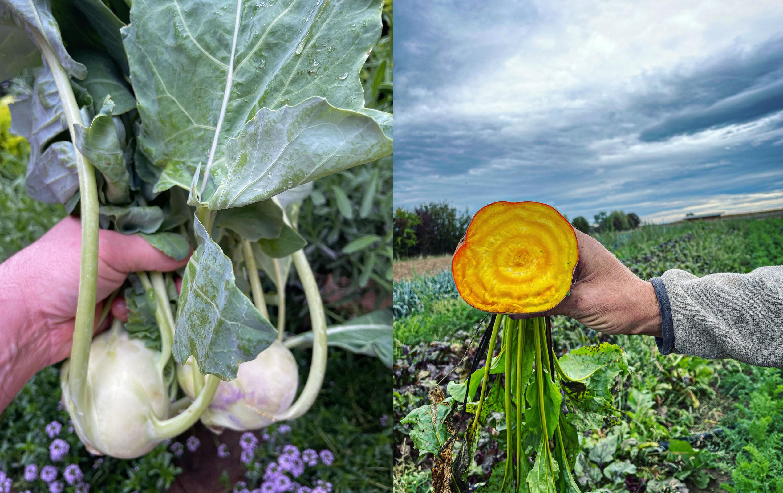 portrait de légumes cueillis en plein cœur des champs
